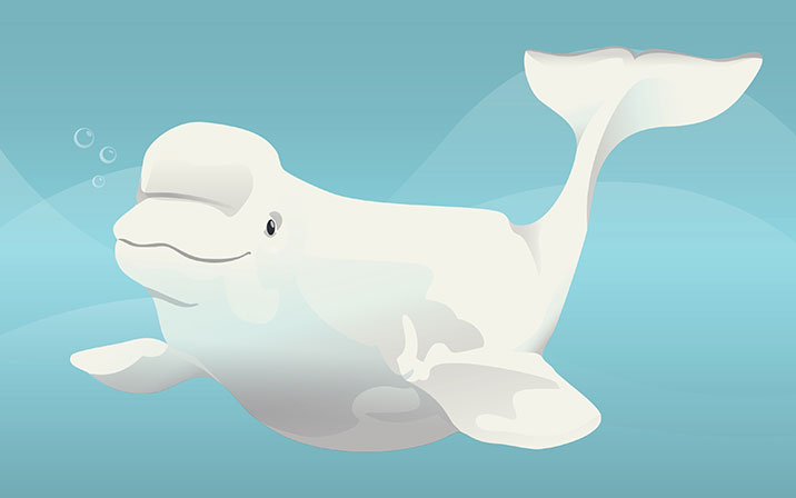 Shedd Sketch
