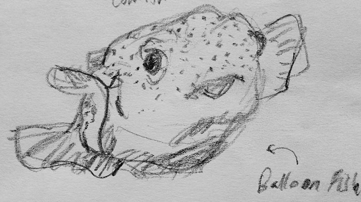 Shedd Sketch